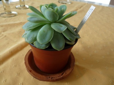 Echeveria elegans.jpg