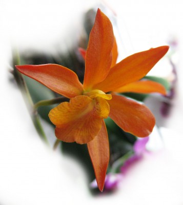 orange_8706.jpg
