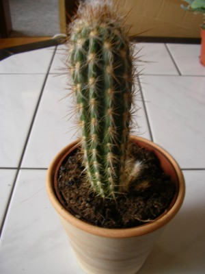gymnocalycium dubniorum Gymnocalycium dubniorum – Kyle's Plants main image 1