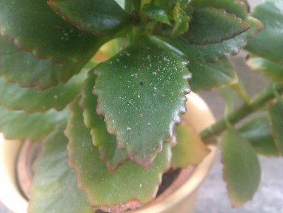 IMAG0421.jpg