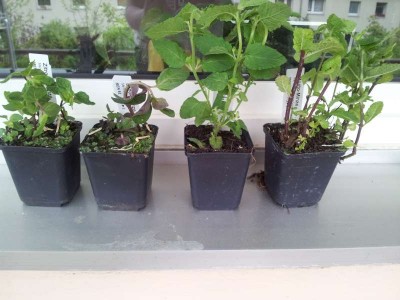 20130511_165303-800.jpg