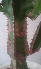 IMAG0135.jpg