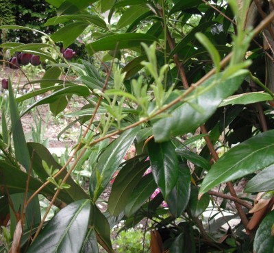 Sommerflieder2 Mai 2013.jpg