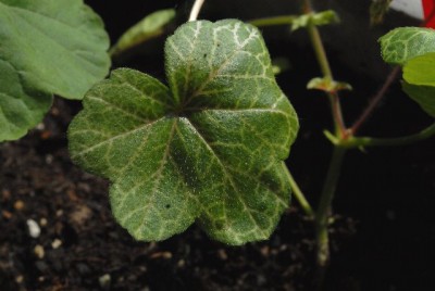 Pellis2013 098yy.jpg
