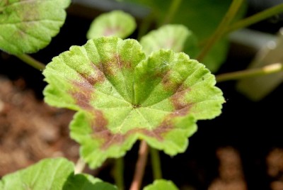 Pellis2013 092yy.jpg