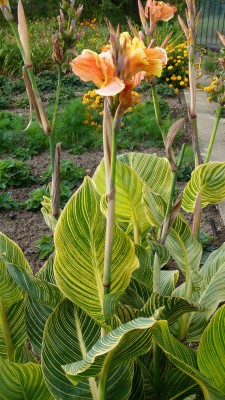 welche Canna.JPG