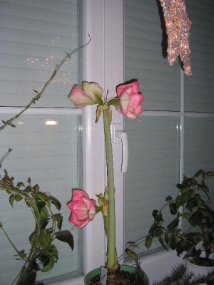 Amaryllis.jpg