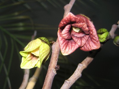 asimina_triloba_110223_2.jpg