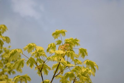 DSC_0003.jpg