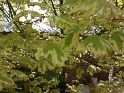 CIMG9429.jpg