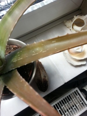 20130512_135608.jpg