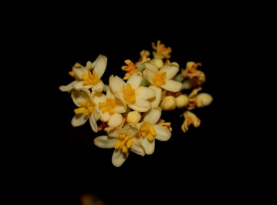 Jatropha 038yy.jpg