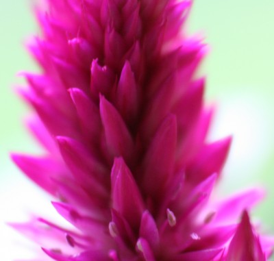 Celosia Blüte2.jpg