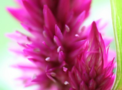 Celosia Blüte1.jpg