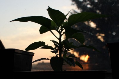 Hauspaprika am 13.05.2013.jpg