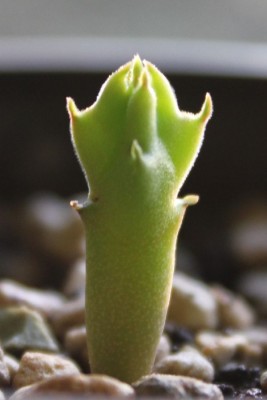 Stapelia am 13.05.2013.jpg