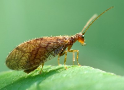 Taghafte_Hemerobiidae.jpg