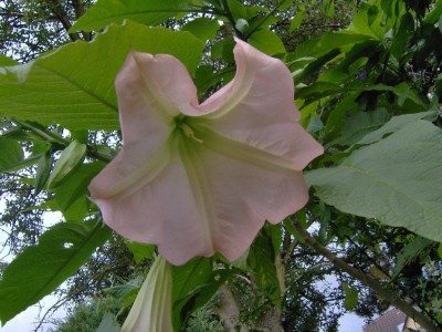 Rosa ET Blüte.jpg