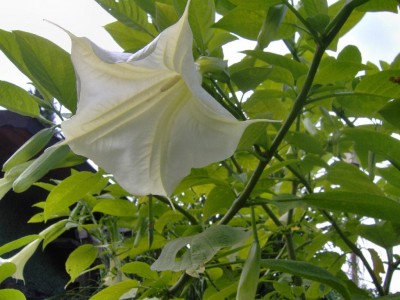 Et weiß Blüte.jpg
