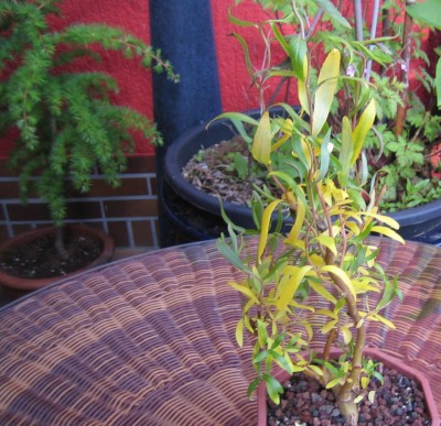 Bonsai 002.jpg