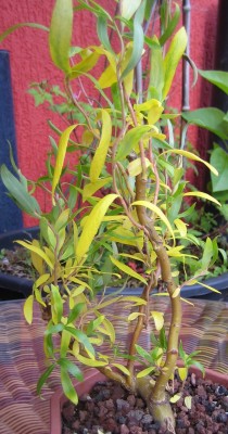 Bonsai 001.jpg