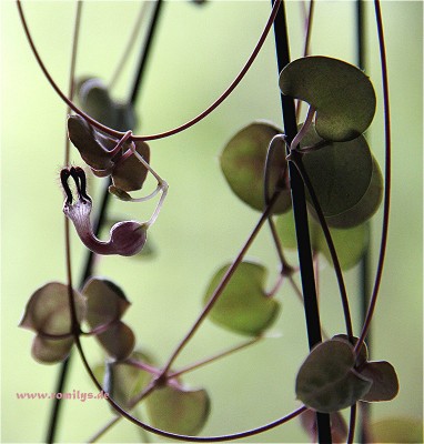 Ceropegia woodii_2.jpg