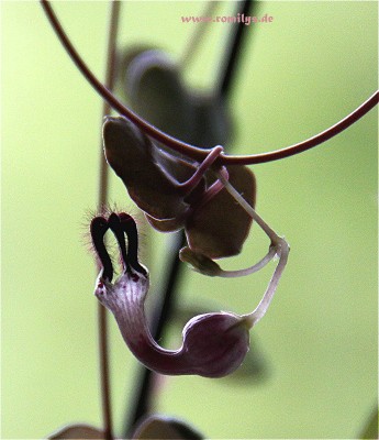 Ceropegia woodii_1.jpg
