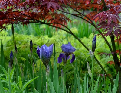 Iris Walhalla G+K 1908 kl.jpg