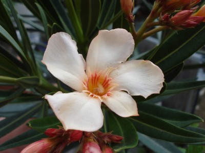 Oleander_1.JPG