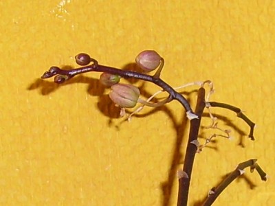 Phala..JPG