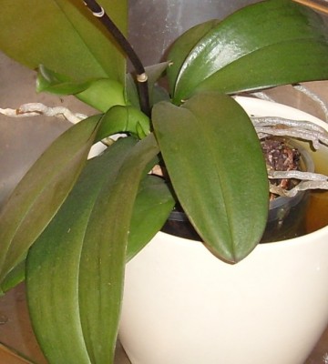Phal...JPG