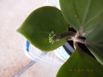 Hoya - von Frau Reinecke 005 Kopie 3.jpg