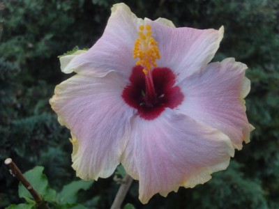 DSC06105 Mattiacis Cool Water.jpg