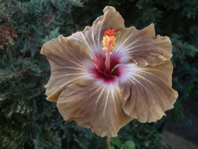 DSC06118 Mattiacis Diamond Star 1000px.jpg