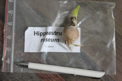 Hippeastrum  roseum am 14.05.2013.jpg