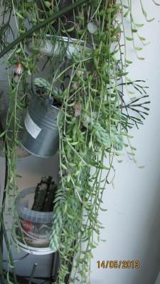 S.herreianus.jpg