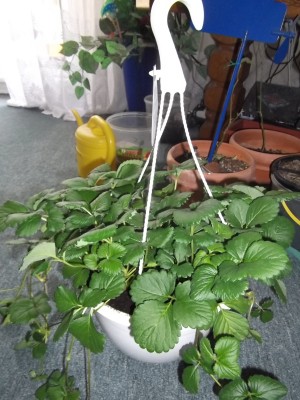 DSCF1005.JPG