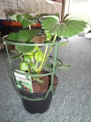 DSCF1003.JPG