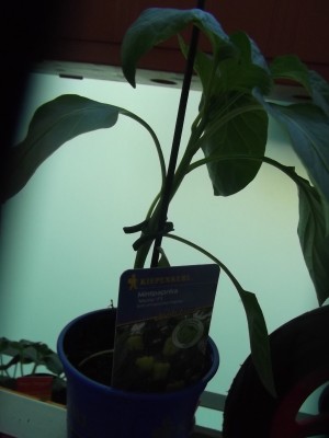 DSCF1013.JPG