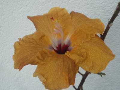 DSC06163 Me-oh My-oh x Cloudy Days 1000px.jpg