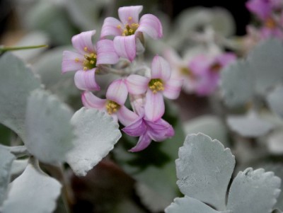 Kalanchoe13 007yy.jpg