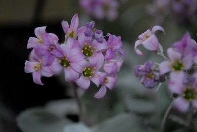 Kalanchoe13 006yy.jpg