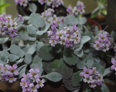 Kalanchoe13 005yy.jpg