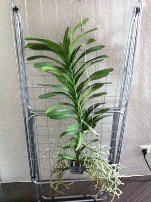 Foto 4.JPG