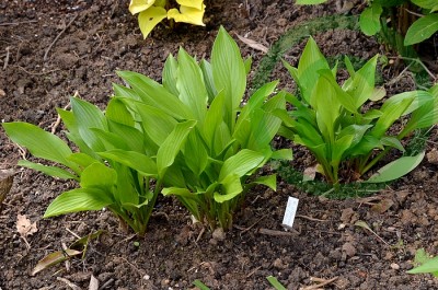 H. clausa var. clausa kl.jpg
