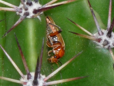 P1100352 (1000x750).jpg