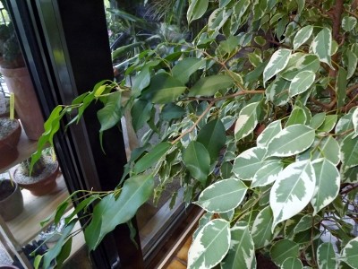DSCF5294 (400x300).jpg