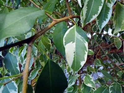 DSCF5295 (400x300).jpg