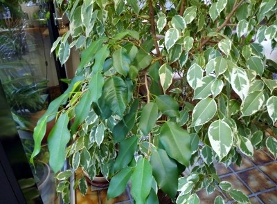 DSCF5293 (400x295).jpg