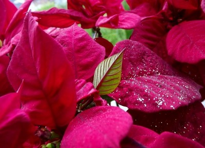 DSCF5298 (400x289).jpg